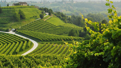 The Prosecco area in Veneto