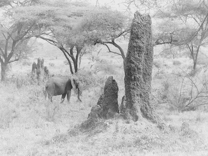 A fairly large termite mound near an elephant in Tarangire National Park, Tanzania
