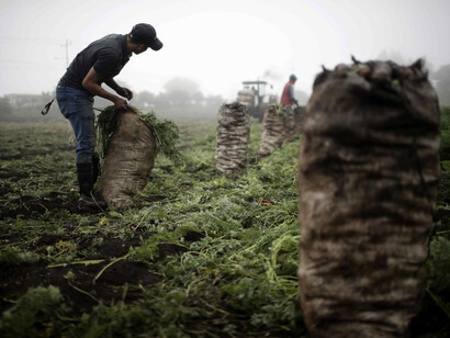 Trabajadores rurales en Costa Rica. Fotografía: Jeffrey Arguedas