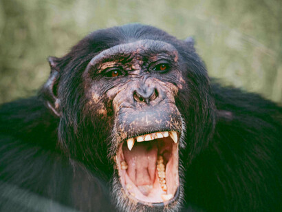Molti animali, soprattutto scimmie, sanno leggere le intenzioni e il pensiero dei loro compagni
