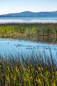 Wetlands