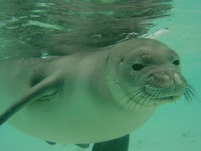 Foca monje en el Mediterráneo en peligro de extinción