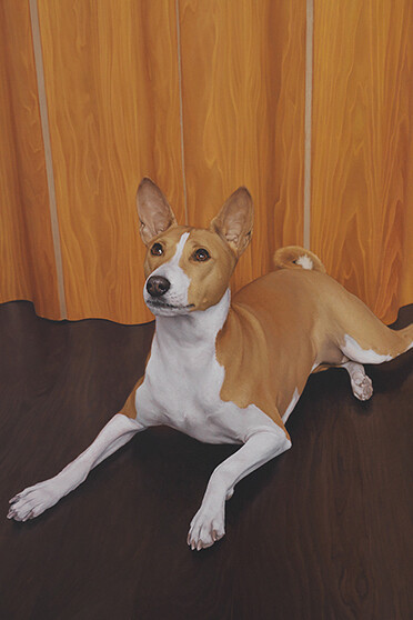 Matthew Watson
A painting of Akila, a purebred basenji, with an Eames folding screen in a writer’s loft on 36th Street, New York, September 8 2014, introduced by a mutual friend and artist, 2015 
2015
Oil on copper, artist frame - cm. 36.8x43.2. Detail.

