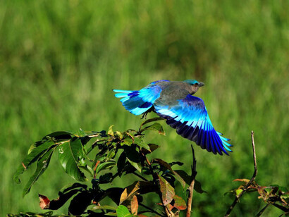 Kaziranga National Park
