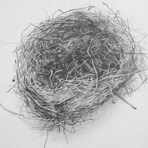 Amy Talluto, Bird's Nest, 2013, graphite on paper, 11 x 11 inches