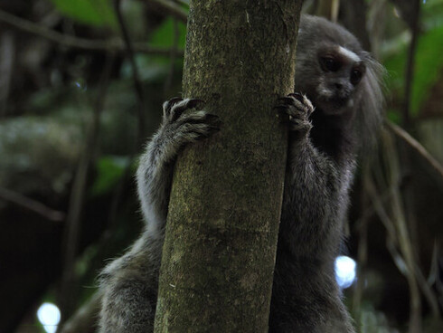 La Brigada Ecológica recolecta toneladas de basura (como los 150 kg en Praia Longe), evitando que plásticos y desechos contaminen el mar y afecten a tortugas, peces y otras especies marinas