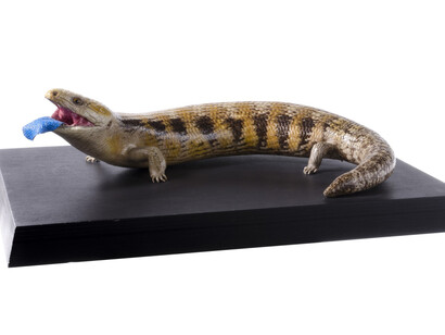 Reptiles. Courtesy of Tadas Ivanauskas Zoological Museum