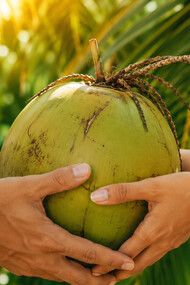 Hands joined around a fresh coconut under sunlit palms, symbolising loyalty that survived time and separation