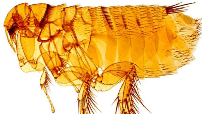 Entomology collections. Courtesy Natural History Museum 