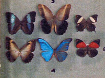 Lámina extraída del libro "Ya Ku" (1951) con algunas mariposas recolectadas durante la Expedición Franco-Venezolana a las fuentes del Orinoco