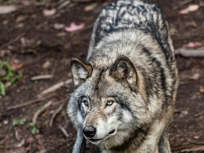 A grey wolf, ready to pounce