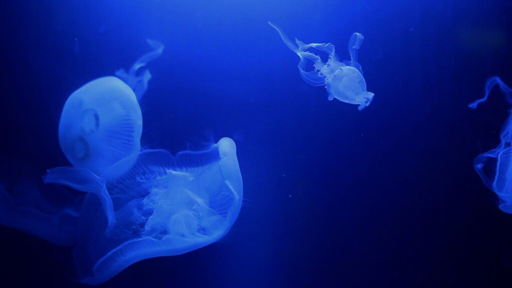 Ex Situ. Courtesy of Copenhagen Contemporary