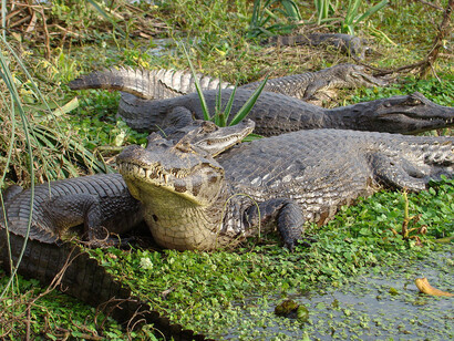 Caimán Yacaré, uno de los atractivos de las Lagunas del Iberá, Corrientes, Argentina
