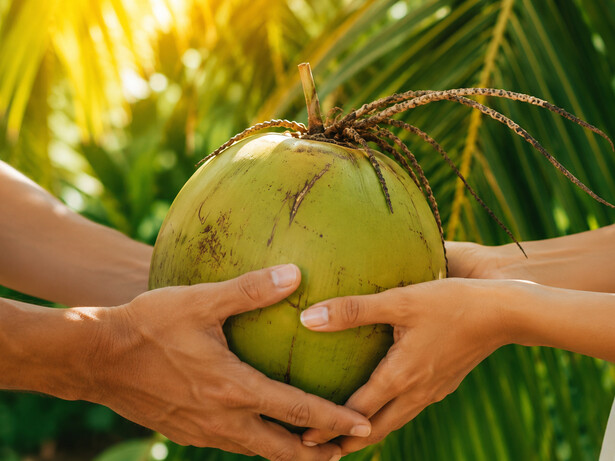 Hands joined around a fresh coconut under sunlit palms, symbolising loyalty that survived time and separation