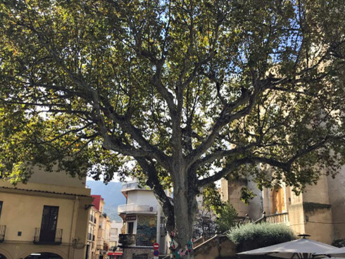 Durante muchos años, a la sombra del Plátano de la Libertad se ha cobijado el mercado semanal. Arbúcies, Girona, España