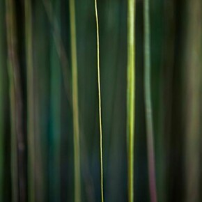 Jungle Road 12-12-10,2012, Archival pigment print, printed 2014, 22 x 33 inches, edition of 10 © Laurie Lambrecht.