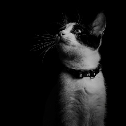 Pur non costituendo prove scientificamente condivise, i casi raccolti da Bozzano continuano a rappresentare uno dei più importanti corpus di testimonianze dedicate al tema della sopravvivenza degli animali oltre la morte