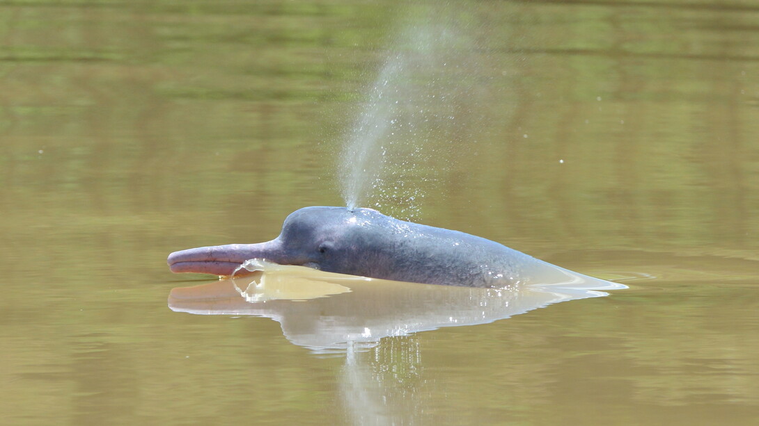 Tonina en el río Arauca