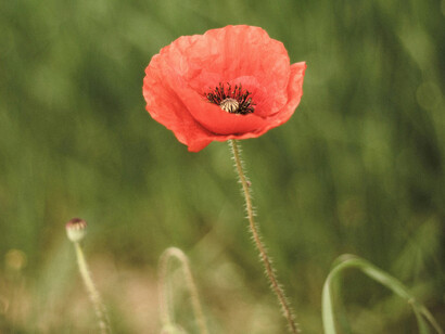 A beautiful red wild flower