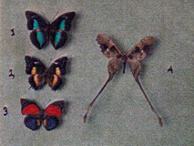 Lámina extraída del libro "Ya Ku" (1951) con algunas mariposas recolectadas durante la Expedición Franco-Venezolana a las fuentes del Orinoco
