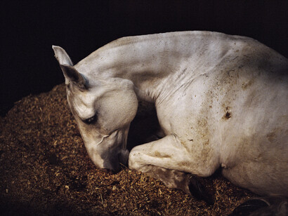 Charlotte Dumas, Untitled, from the series Anima, 2012 © Charlotte Dumas, Courtesy of the artist