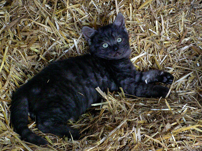My sweet cat