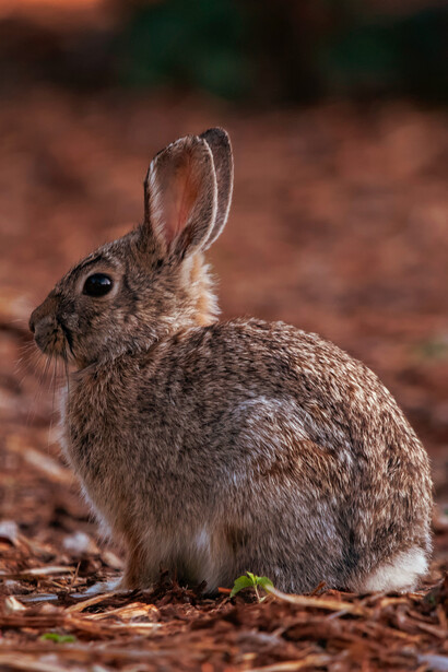 Vaccin antirabique. À la 21ème inoculation de lapin à lapin, l’incubation dure 7 à 8 jours, et ce de façon stable