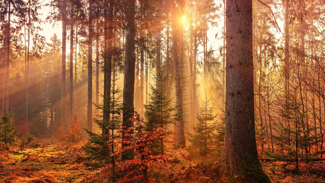 L'autunno, con il suo foliage ricco di colori, ci ricorda che il ritmo della Terra è un flusso armonioso di pienezza e leggerezza, dove ogni ciclo si conclude senza sforzo