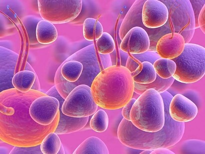 Cellule al microscopio