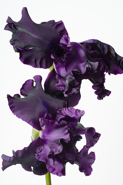 Sharon Core, Iris (Raven girl), 2022. Courtesy of Yancey Richardson Gallery