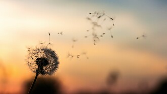 La enfermedad de Alzheimer o simplemente alzhéimer​ es una enfermedad neurodegenerativa que se manifiesta como deterioro cognitivo y se caracteriza en su forma típica por una pérdida de la memoria inmediata