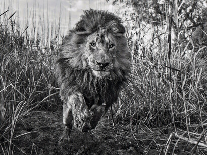 David Yarrow. Courtesy of Maddox Gallery