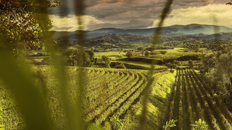 Un vigneto di Russiz Superiore