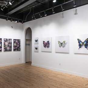 Installation View, Anna Tas, All Things Considered. Courtesy of Paradigm Gallery + Studio