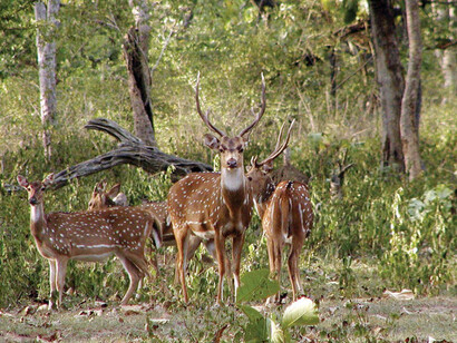 Animals taking rest in forest - Bandipur National Park