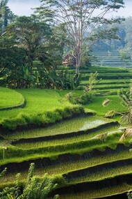 Bali rice fields