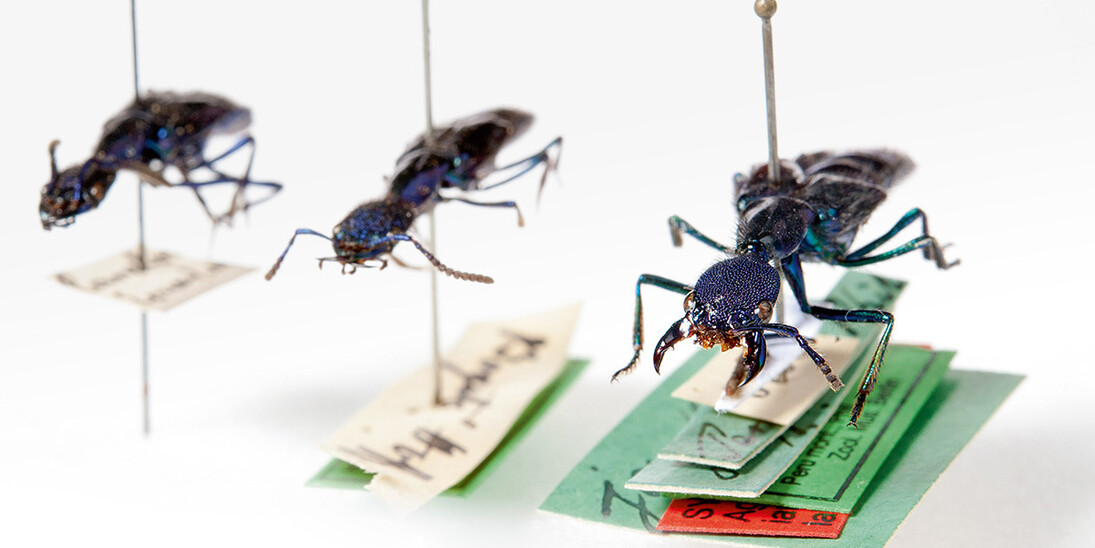 Käfer und Fächerflügler. Courtesy of Museum für Naturkunde