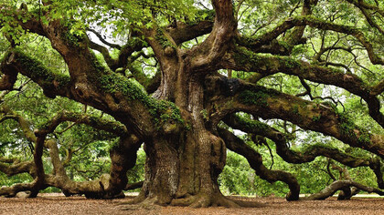 Vista de un roble centenario