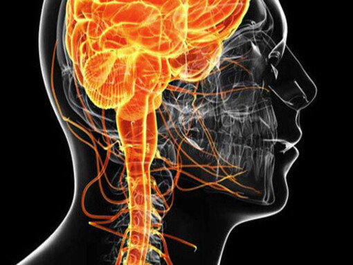 El nervio vago es el componente principal del sistema nervioso parasimpático, conectando el cerebro con órganos vitales como el corazón, pulmones y sistema digestivo