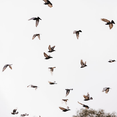 Pássaros voam no céu de Vitória, Espírito Santo, Brasil