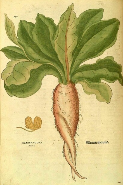 Mandragora