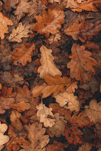 Le foglie gialle e rosse cadute dagli alberi in autunno