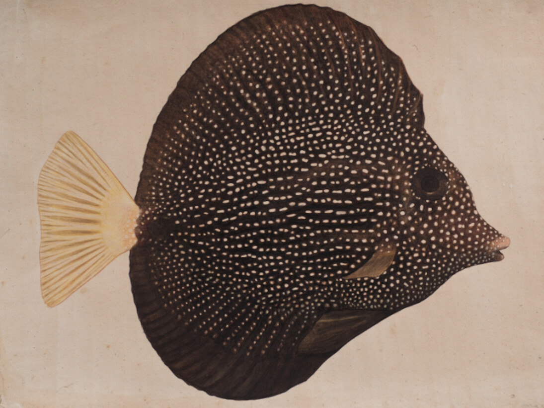 Buck, Jethro Dream Time Tang. Courtesy of Crane Kalman Gallery