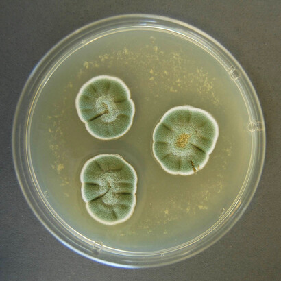 Cultivo de hongo Penicillium, género de hongos más abundante en suelos