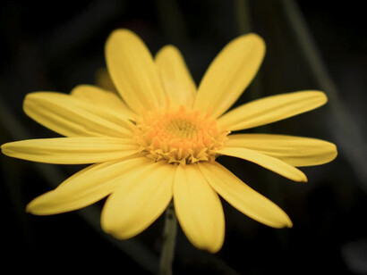 Crisantemo amarillo