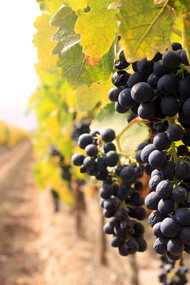A Cannonau of Gallura vineyard 