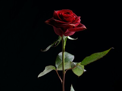 La rosa aiuta a trovare la purezza, la compassione e l’accettazione
