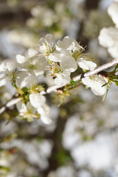 Su capacidad para levantarse tras cada golpe demuestra que la resiliencia no nace del olvido, sino de aprender a seguir con las heridas abiertas