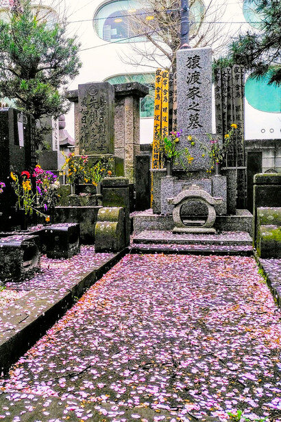 Pasillo un cementerio de Tokio, Japón cubierto de flores de cerezo. Fotografía: Felipe Sérvulo