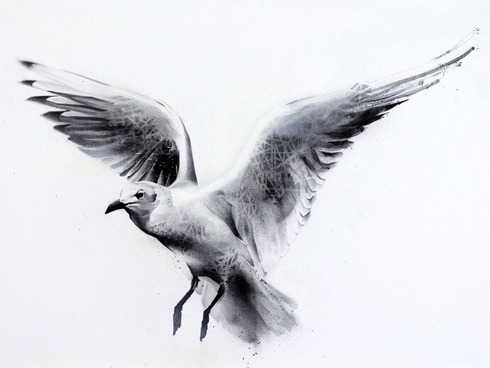 Li-Hill, Flight, (Gull – Laridae), Graphite and aerosol on paper, 30in x 22in (76 x 56cm)